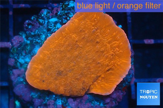 Montipora red cap 3-4 cm WYSIWYG acclimaté