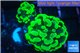 Euphyllia paraancora neon green 3-6 cm WYSIWYG acclimaté