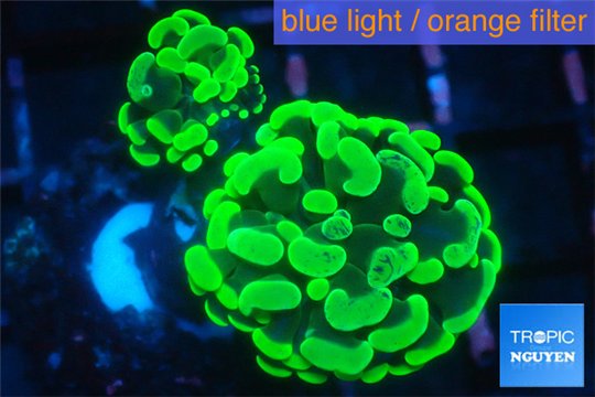 Euphyllia paraancora neon green 3-6 cm WYSIWYG acclimaté