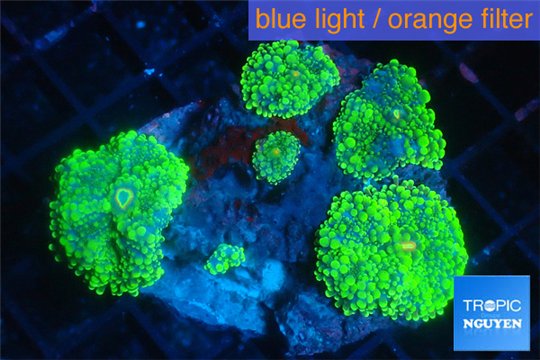 Ricordea yuma green 7-10 cm WYSIWYG acclimaté