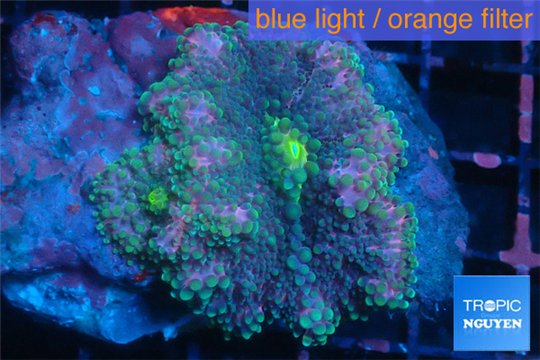 Ricordea yuma rainbow 2 polyps WYSIWYG acclimaté