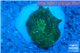 Discosoma green purple spot 1 polyp WYSIWYG acclimaté