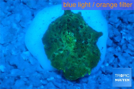 Discosoma green purple spot 1 polyp WYSIWYG acclimaté