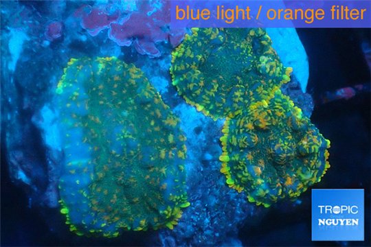 Rhodactis green golden 3 polyps WYSIWYG acclimaté