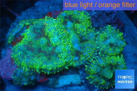 Rhodactis golden blue 4 polyps WYSIWYG acclimaté