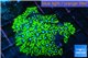 Pachyclavularia neon green 3-6 cm WYSIWYG acclimaté