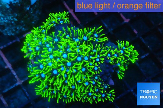 Pachyclavularia neon green 3-6 cm WYSIWYG acclimaté