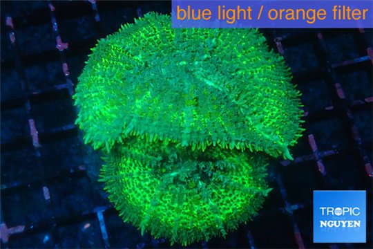 Rhodactis green big leaf 2 polyps WYSIWYG acclimaté