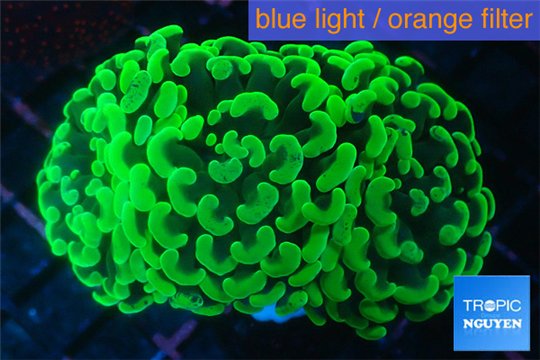 Euphyllia paraancora neon green 4-8 cm WYSIWYG acclimaté
