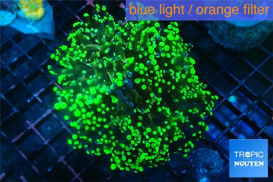 Euphyllia divisa neon green 8-12 cm WYSIWYG acclimaté