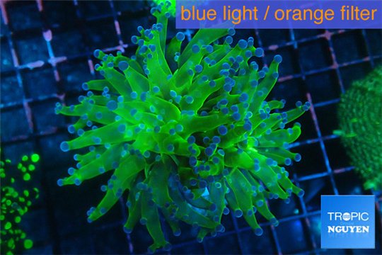 Euphyllia yayaemaensis green & purple tip 4-7 cm WYSIWYG acclimaté