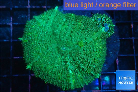 Rhodactis green big leaf 1 polyp WYSIWYG acclimaté