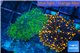 Ricordea yuma green + Ricordea yuma red 2 polyps WYSIWYG acclimaté