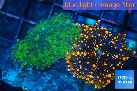 Ricordea yuma green + Ricordea yuma red 2 polyps WYSIWYG acclimaté