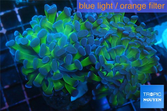 Euphyllia paraancora green purple 8-12 cm WYSIWYG acclimaté