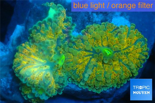 Ricordea yuma golden sunset 2 polyps WYSIWYG acclimaté