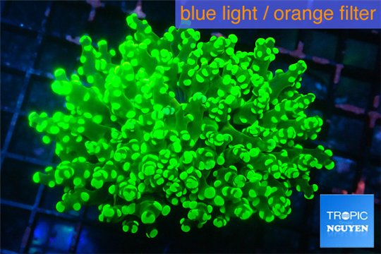 Euphyllia yaeyamaensis green 5-8 cm WYSIWYG acclimaté