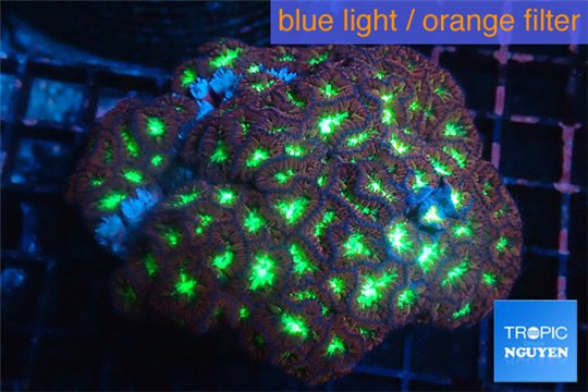 Blastomussa merletti red green 7-10 cm WYSIWYG acclimaté