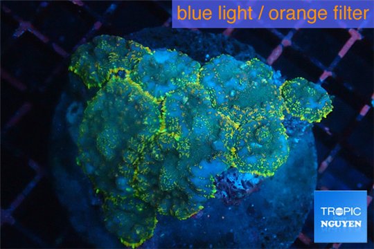 Rhodactis golden blue 8-12 cm WYSIWYG acclimaté