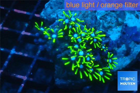 Pachyclavularia neon green 3-4 cm WYSIWYG acclimaté