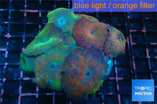 Discosoma garden mixed color premium 8-12 cm WYSIWYG acclimaté