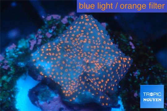 Montipora digitata red 2-4 cm WYSIWYG acclimaté