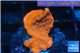 Montipora red cap 3-4 cm WYSIWYG acclimaté