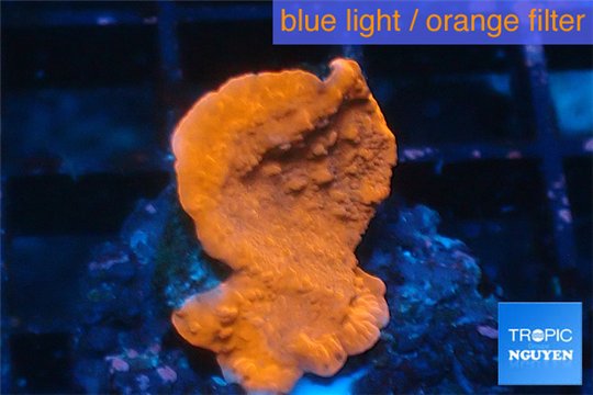 Montipora red cap 3-4 cm WYSIWYG acclimaté