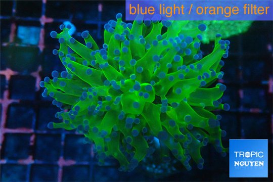 Euphyllia yayaemaensis green & purple tip 4-7 cm WYSIWYG acclimaté