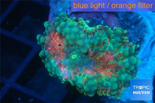 Ricordea yuma red green 1 polyp WYSIWYG acclimaté