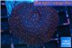 Discosoma red galaxy 1 polyp WYSIWYG acclimaté