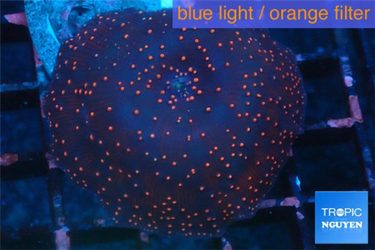 Discosoma red galaxy 1 polyp WYSIWYG acclimaté