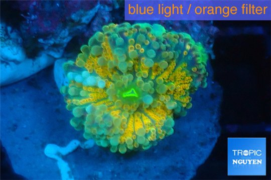 Ricordea yuma golden sunset 1 polyp WYSIWYG acclimaté