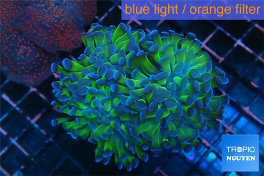 Euphyllia paraancora green purple 8-12 cm WYSIWYG acclimaté