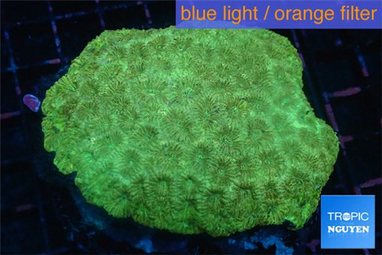 Favia golden 9-14 cm WYSIWYG acclimaté