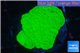 Montipora green plate 3-4 cm WYSIWYG acclimaté