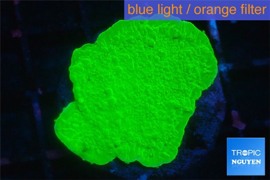 Montipora green plate 3-4 cm WYSIWYG acclimaté