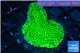 Montipora green & purple polyps 3-4 cm WYSIWYG acclimaté