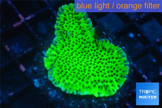 Montipora green & purple polyps 3-4 cm WYSIWYG acclimaté