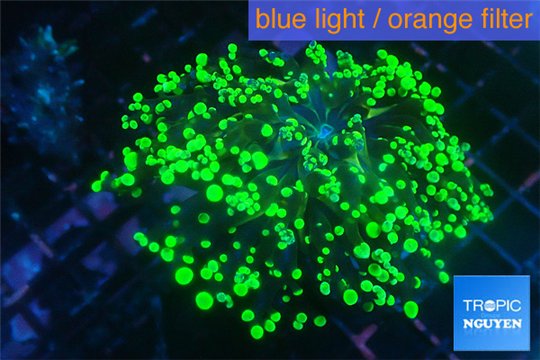 Euphyllia yayaemaensis green 4-7 cm WYSIWYG acclimaté