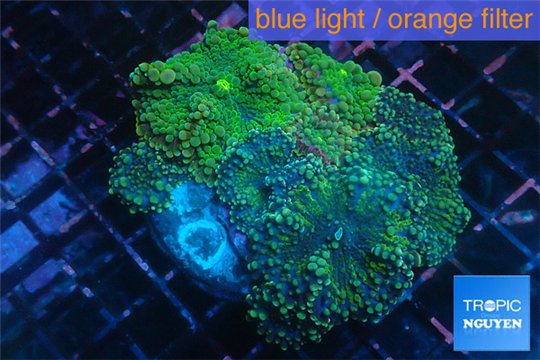 Ricordea yuma green 7-10 cm WYSIWYG acclimaté