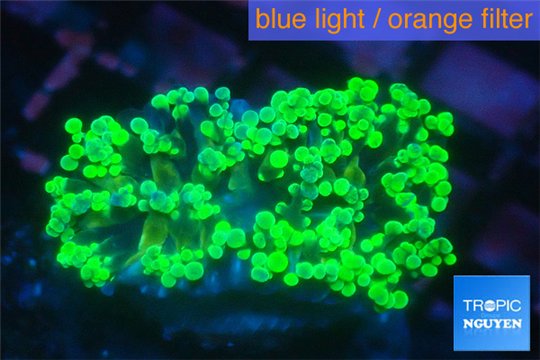 Euphyllia paraancora green purple 4-6 cm WYSIWYG acclimaté