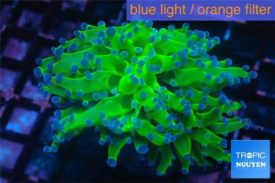 Euphyllia yayaemaensis green 4-7 cm WYSIWYG acclimaté
