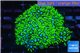 Pachyclavularia neon green 3-6 cm WYSIWYG acclimaté