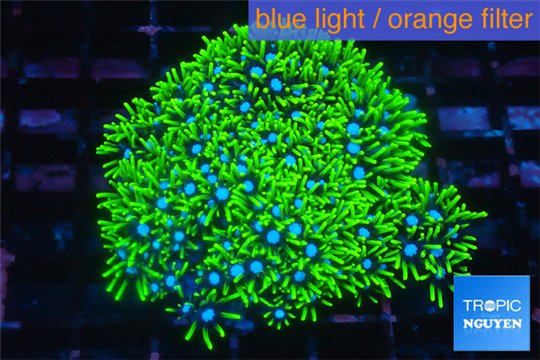 Pachyclavularia neon green 3-6 cm WYSIWYG acclimaté