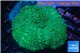 Rhodactis green big leaf 1 polyp WYSIWYG acclimaté