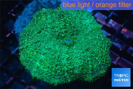 Rhodactis green big leaf 1 polyp WYSIWYG acclimaté