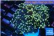 Euphyllia paradivisa orange 4-8 cm WYSIWYG acclimaté