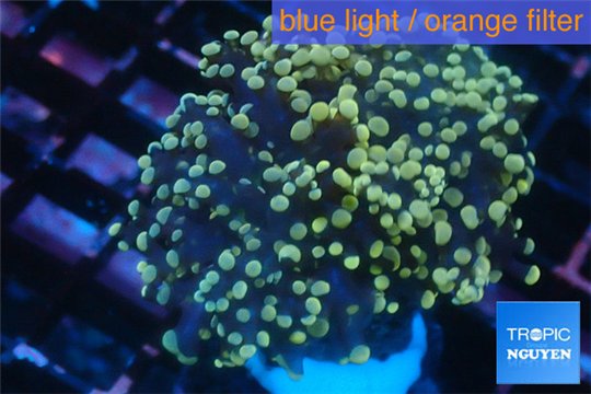 Euphyllia paradivisa orange 4-8 cm WYSIWYG acclimaté