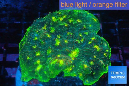 Echinophyllia green yellow 5-9 cm WYSIWYG acclimaté